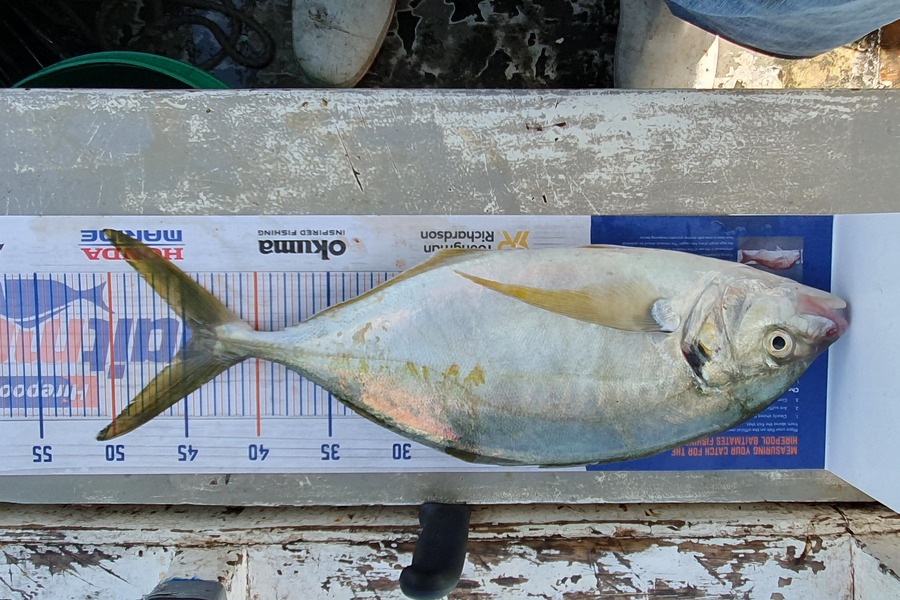 Truth Utalo caught this 44.5cm Trevally at Parkpoint, Waiheke during The Export NZ Fishing Competition